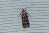 Bryotropha sp.
